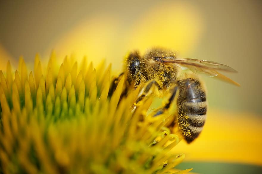 蜂、蜜、花粉、パープルコーンフラワー、花、黄、はちみつ、フラワーズ、マクロ