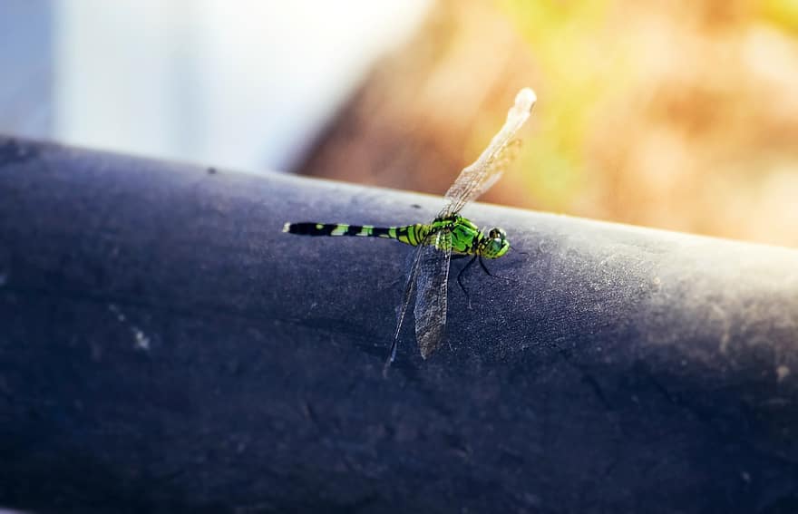 Libelle, Insekt, grüne Libelle, grüner darner, Gemeiner Grüner Darner, Nahansicht, transparente Flügel