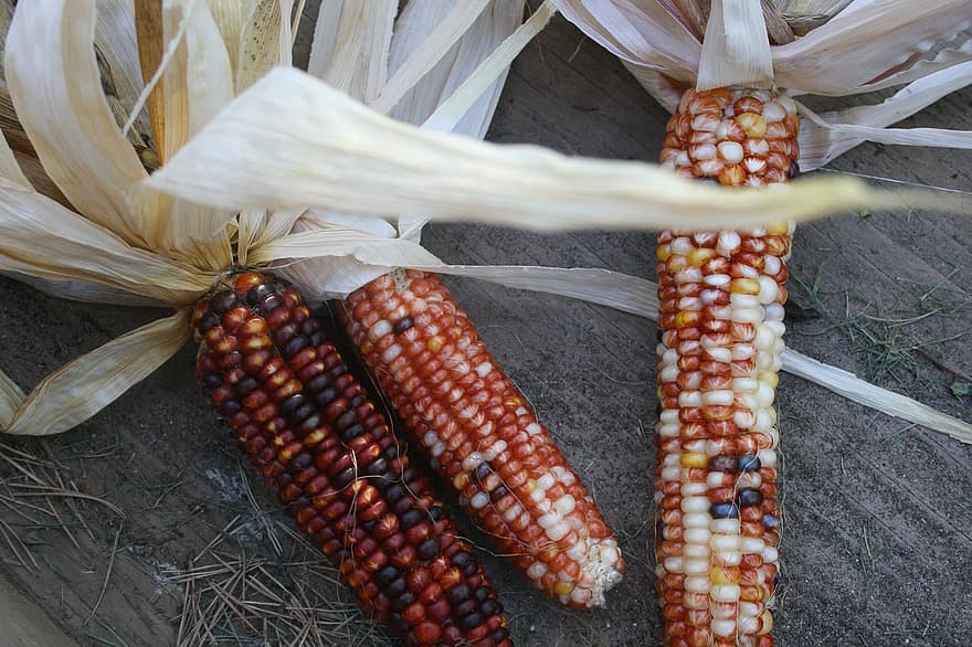 індійська кукурудза, падіння, урожай, осінь, барвисті, різнокольорові, сезонні