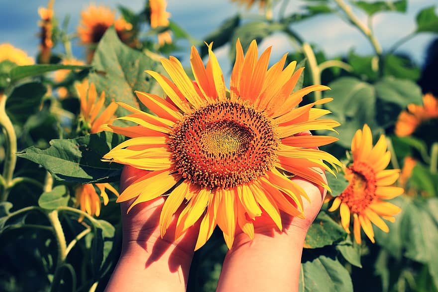 bunga matahari, bunga, tangan, menanam, kelopak, berkembang, mekar, bidang, taman, alam, merapatkan