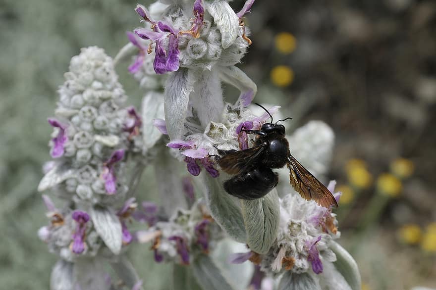 Abeja carpintera violeta, xylocopa violacea, abeja, insecto, naturaleza, las flores
