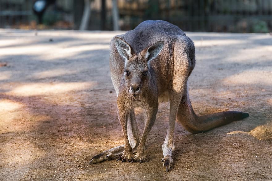 gigantisk kenguru, dyr, dyrehage, kenguru, pungdyr, herbivore, pattedyr, dyreliv, fauna