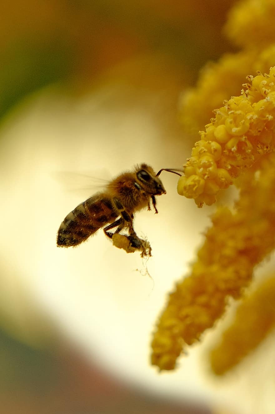 bi, insekt, pollinera, pollinering, blomma, vingad insekt, vingar, natur, Hymenoptera, entomologi, makro