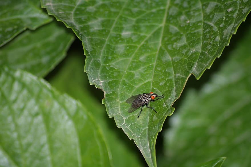 mosca, inseto, animal, inseto com asas, sai, natureza, entomologia, macro, animais selvagens, fechar-se, folha