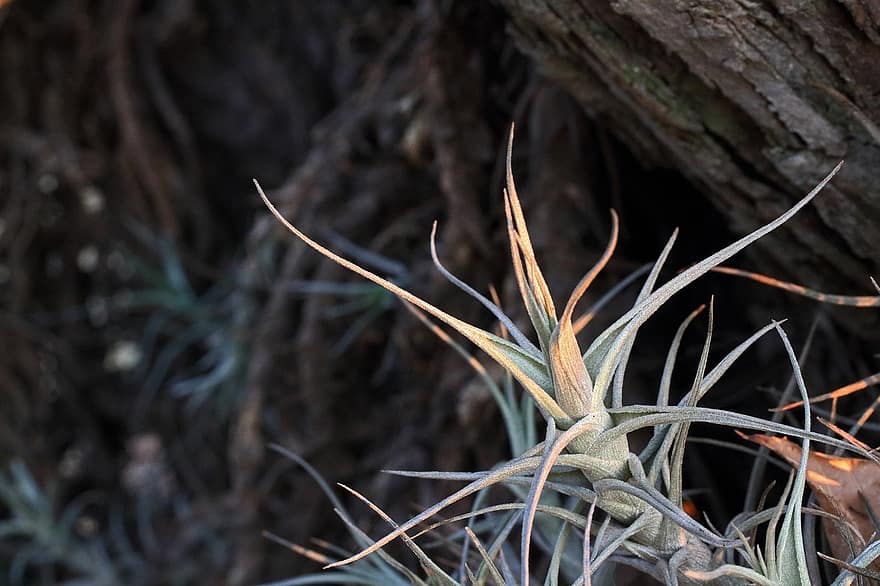 Tillandsia, Leaves, Plant, Epiphyte, Spiky Leaves, Air Plant, Aerial Roots, Nature