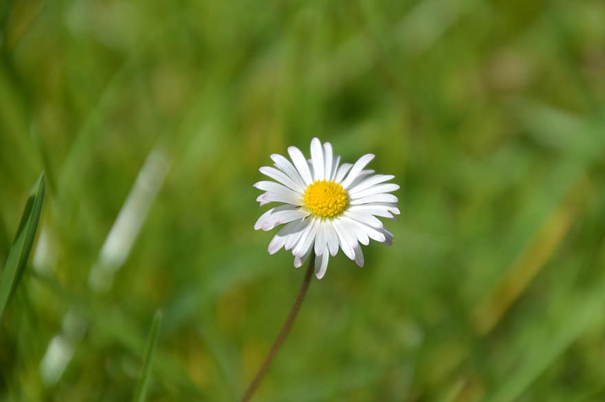 Daisy, Flower, Plant, Pointed Flower, Spring, Meadow, Wildflower, Bloom, White Flower, summer, green color