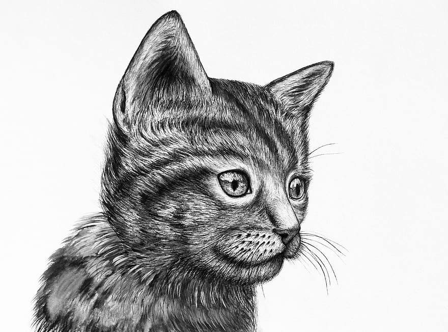 roztomilý, kotě, výkres, kresby, vodové barvy, umění, malování, kočka, portrét, skica, koťátko