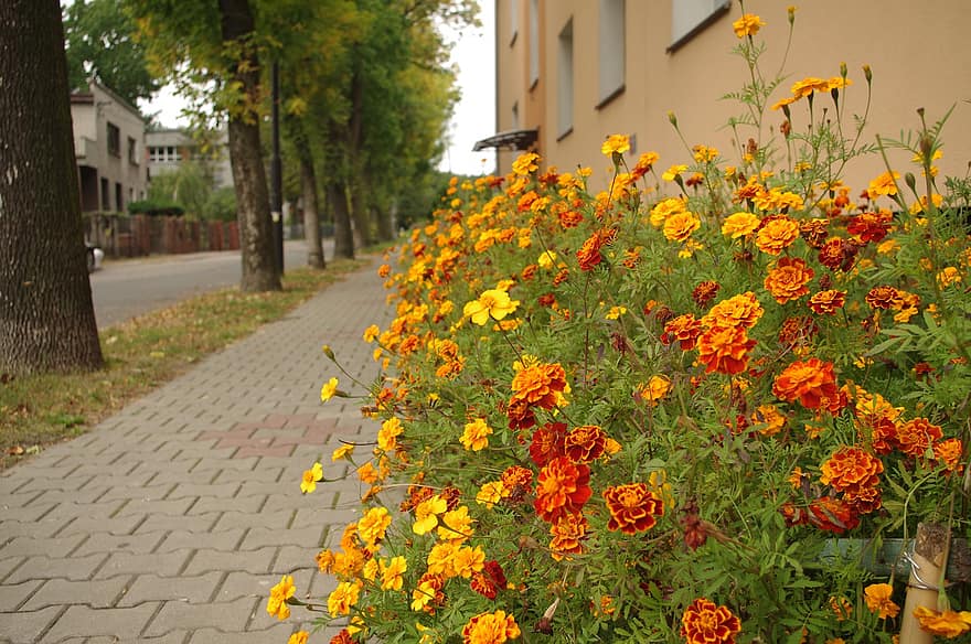 λουλούδια, tagetes, κατιφές, πεζοδρόμιο, δρόμος, κίτρινος, λουλούδι, φυτό, καλοκαίρι, φύλλο, κεφάλι λουλουδιών