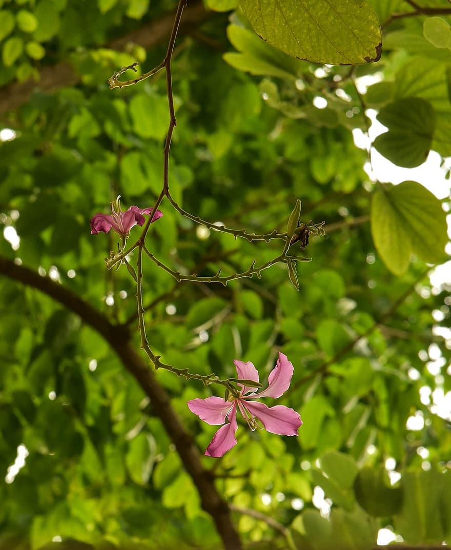 Flower, Nature, Spring, Pink, Hong Kong Orchid Tree, Tree, Bloom, Blossom, Petals, leaf, close-up