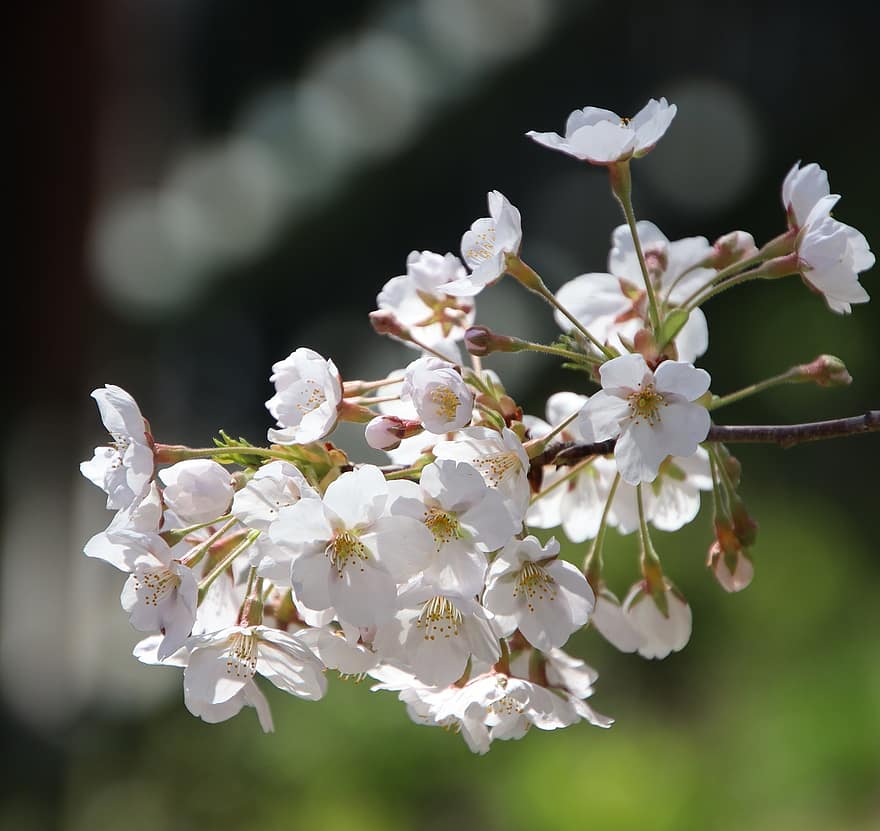 Flors de cirerer, sakura, flors, flora, cirerer, primavera, temporada de primavera, primer pla, flor, planta, frescor