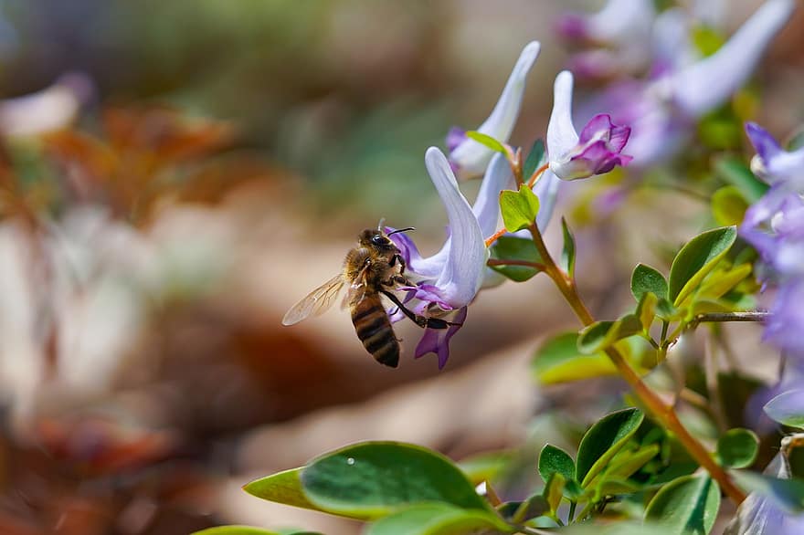 Corydalis, пчела, опрашване, диви цветя, пружина, насекомо, пролетни цветя, Република Корея, наблизо, едър план, цвете