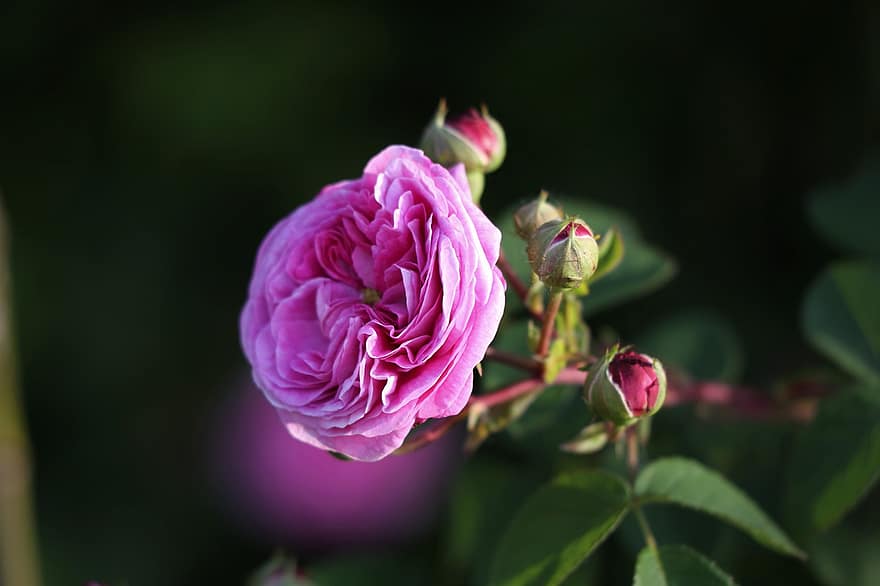 mawar merah muda, bunga, bunga merah muda, kelopak, kelopak merah muda, berkembang, mekar, flora, rumpun pohon bunga mawar, musim semi, alam