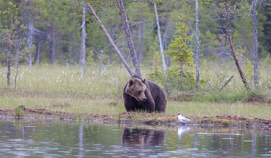 Bär, Sumpf, Tierwelt, Natur