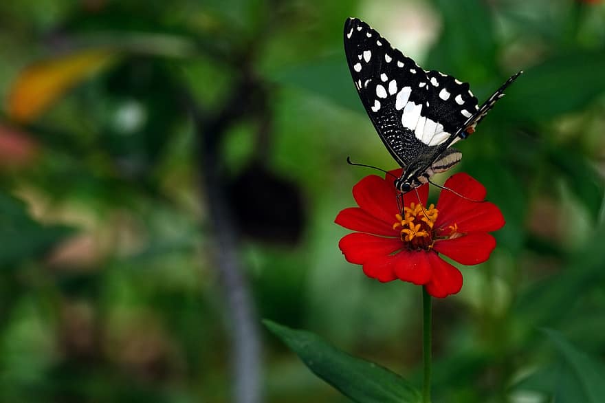 farfalla di lime, farfalla, fiore, zinnia, farfalla di coda forcuta, insetto, Ali, zinnia elegans, pianta, avvicinamento, estate