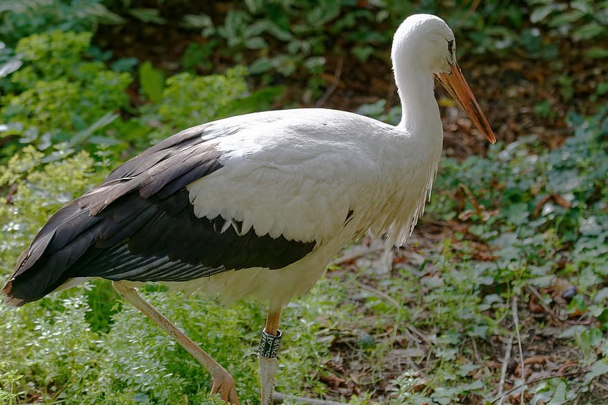 Bird, White Stork, Ornithology, Species, Fauna, Avian, Animal, Wildlife, Feathers, beak, feather