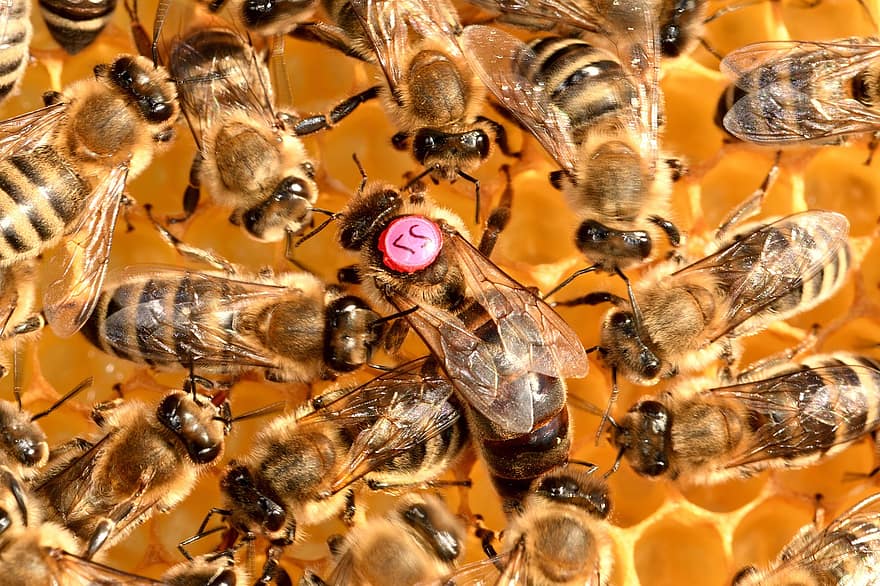 abejas, reina, apicultura, insecto, alas, panal de miel, miel, la abeja, animal, carnica, naturaleza