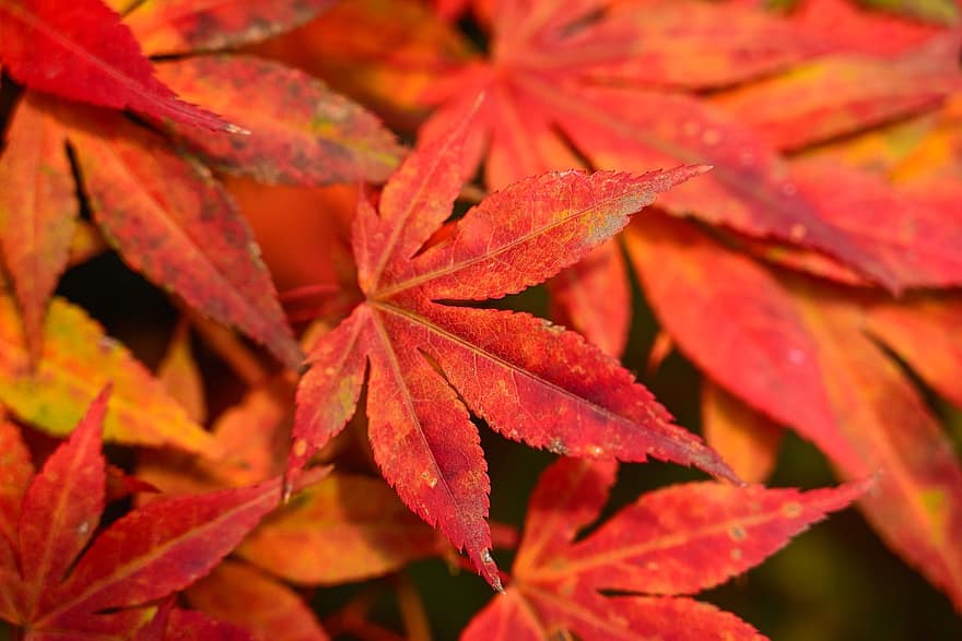 осень, кленовые листья, листва, листья, природа, лист, желтый, время года, крупный план, разноцветный, дерево