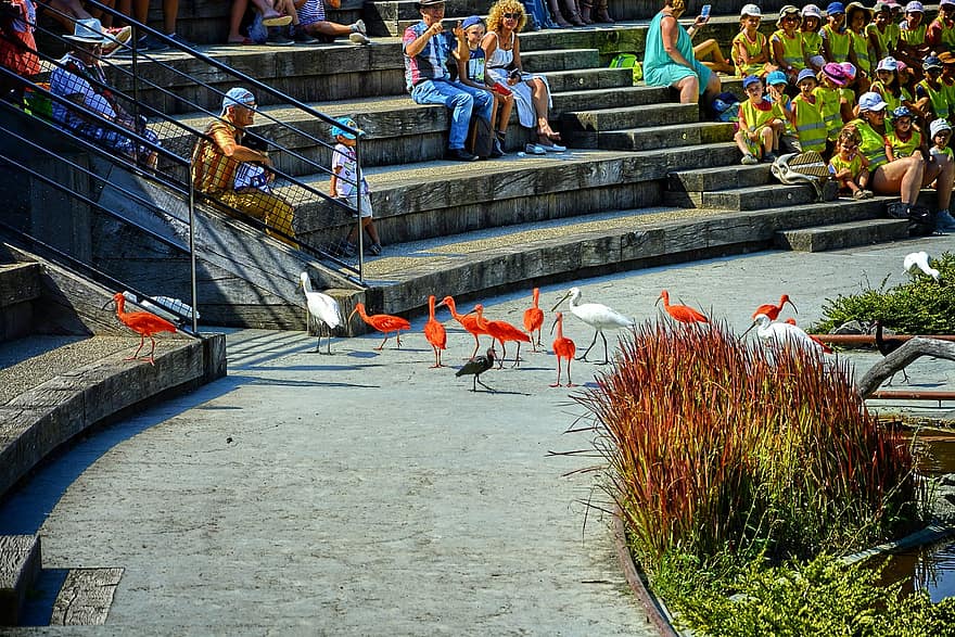 flamingoer, fugle, fuglepark, Villars Les Dombes, sommer, rejse, vand, byliv, arkitektur, multi farvet, turisme