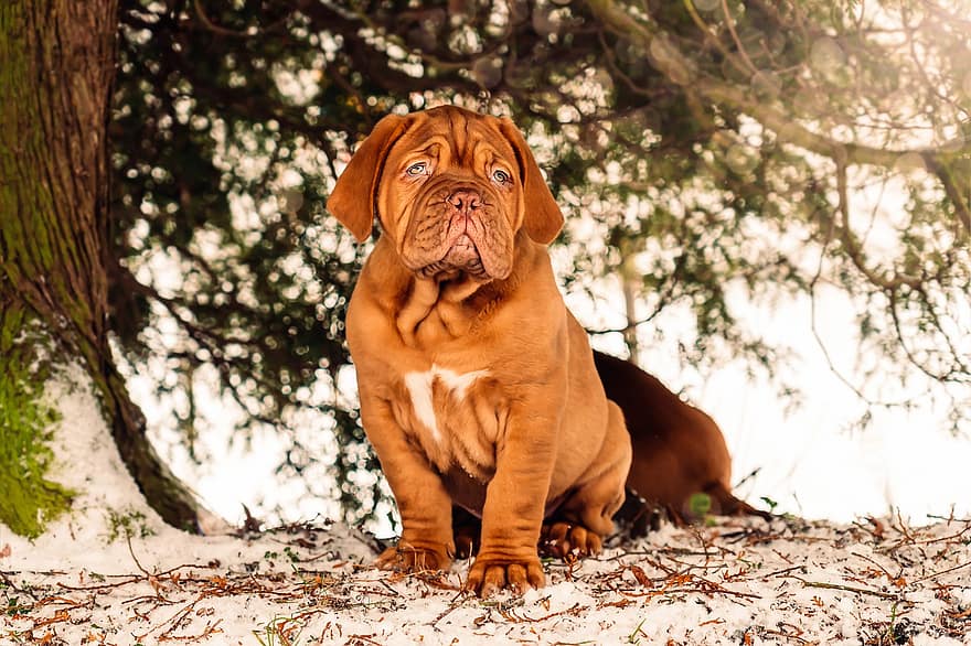 French Mastiff, Puppy, Snow, Dog, Dogue De Bordeaux, Pet, Animal, Young Dog, Domestic Dog, Mammal, Canine