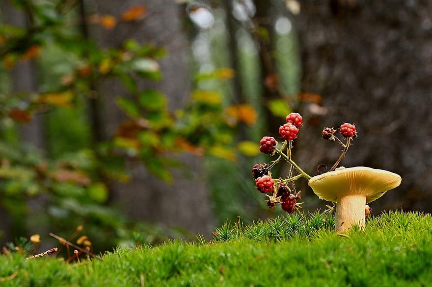 гриб, дисковий грибок, мох, природи, на відкритому повітрі, впритул, ліс, осінь, Рослина, сезон, зелений колір