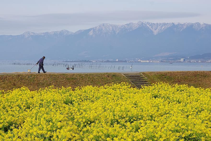 lago Biwa, lago, parco, inizio primavera, fiori, fiori gialli, fioritura, piante, cane che cammina, uomo, tempo libero