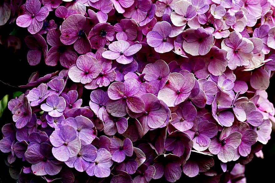 flor, hortensia, púrpura, flora, planta, de cerca, hoja, antecedentes, frescura, verano, pétalo