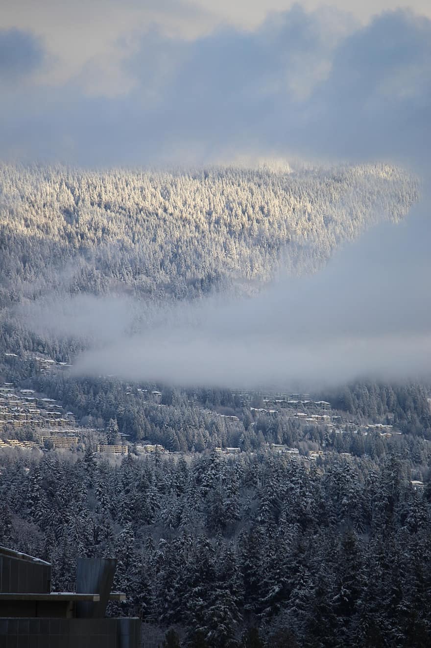 moln, dimma, skog, berg, nevado, vinter-, vancouver, snö, landskap, träd, väder