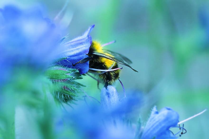 бджола, комаха, запилюють, запилення, квітка, крилате комаха, крила, природи, перетинчастокрилі, ентомологія, впритул