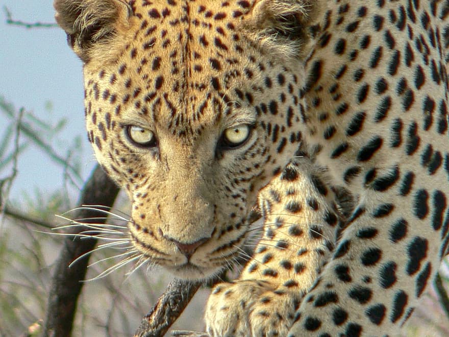 леопард, животно, бозайник, голяма котка, диво животно, дивата природа, фауна, пустиня, петнист, ловец, близък план