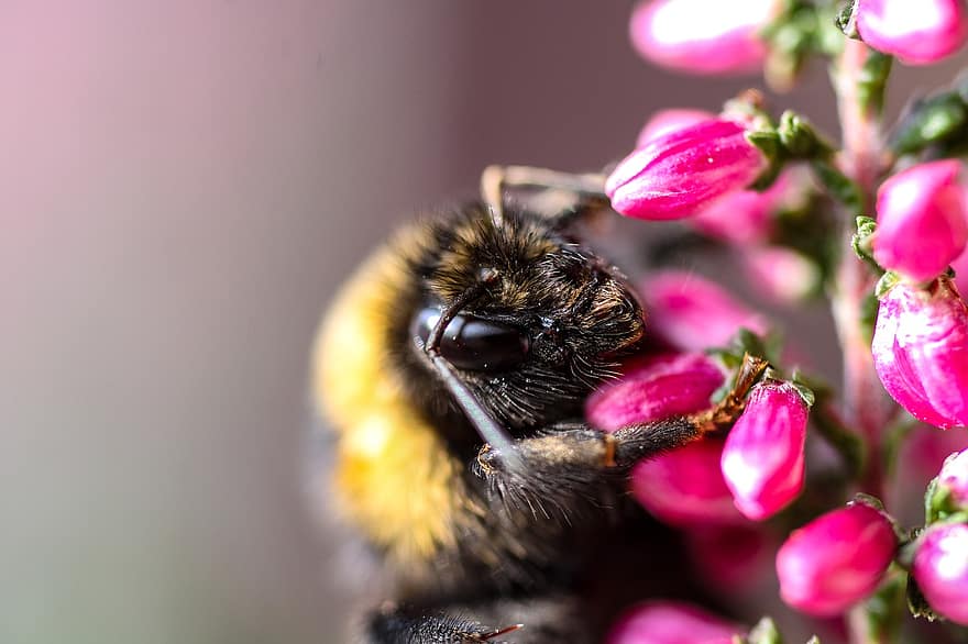 humlebi, bi, blomster, insekt, knopper, plante, natur, tæt på, makro, bestøvning, pollen