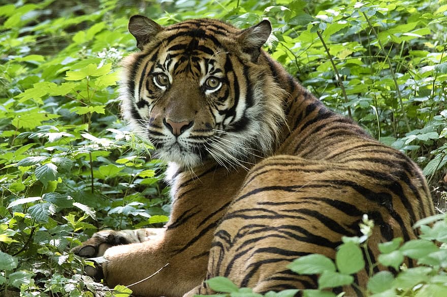 тигр, рыжевато-коричневый, хищник, зоопарк, плотоядное животное, кошачий, млекопитающее, дикий