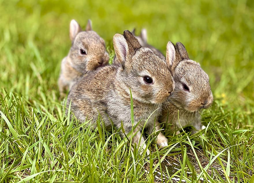 кролики, молодих кроликів