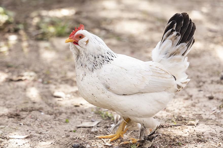 ayam, induk ayam, ayam jantan, tanah pertanian, burung, hewan, sayap, kokang, pertanian, anak ayam, bulu