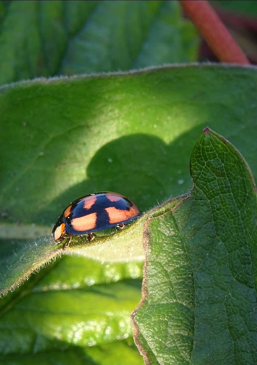 Insect, Beetle, Bug, Entomology, leaf, close-up, green color, macro, plant, summer, springtime