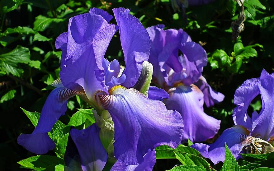 fleurs, Iris, bleu, jardin, la nature, les plantes, botanique, croissance, macro, Floraison, fleur