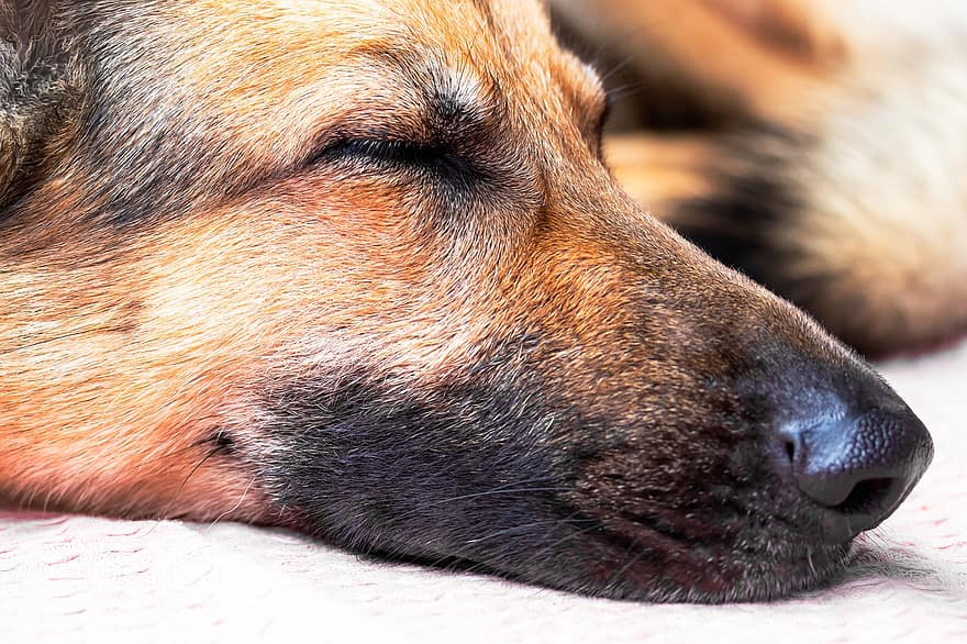 hund, hyrdehund, næse, i søvn, snude, tæt på, dyr, kæledyr, hunde, nuttet, renraset hund