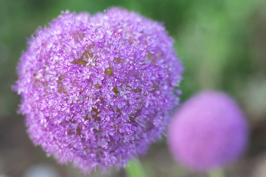 echinopai, gėlė, augalų, violetinė gėlė, žydi, flora, pobūdį, Iš arti, violetinė, vasara, botanika