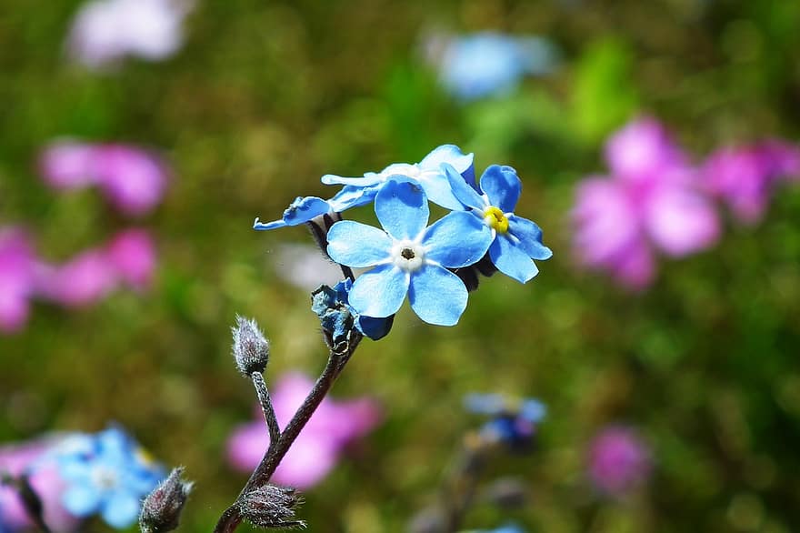 nots, fleurs, bleu, jardin, la nature, fermer, printemps, la délicatesse, florissant, petites fleurs, macro