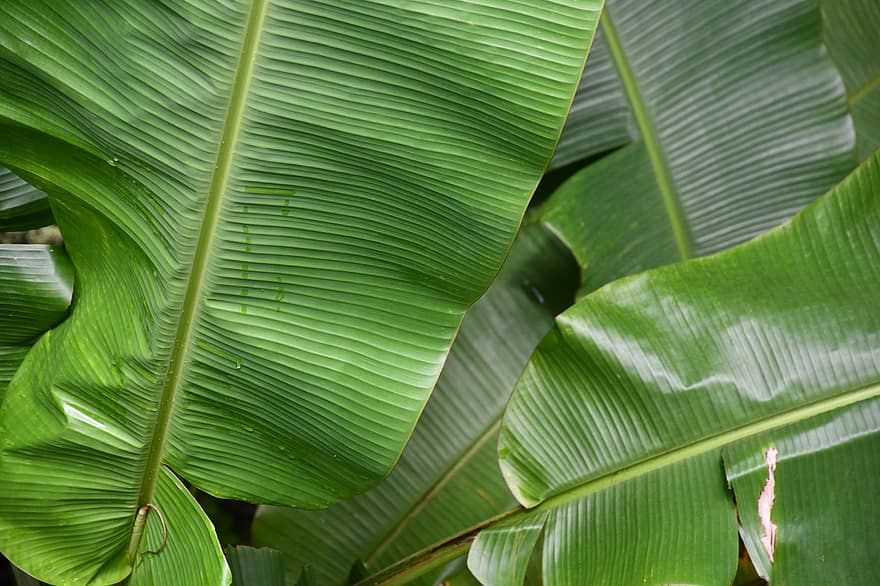 Bananen, Blätter, Grün, Pflanze, tropisch, Natur, Blatt, grüne Farbe, Nahansicht, Frische, Muster