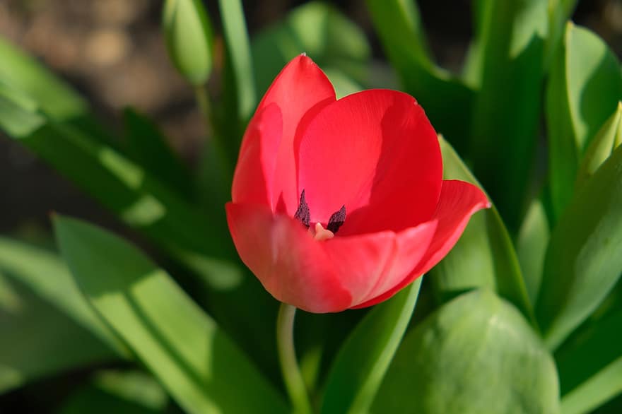 tulipan, rød tulipan, rød blomst, blomst, plante, natur