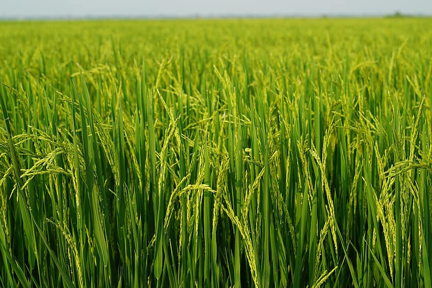 ryžiai, lauke, ūkininkas, Vietnamas, pobūdį, žalias