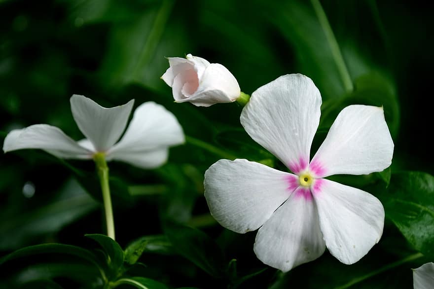 periwinkles, vita blommor, blommor, kronblad, vita kronblad, blomma, flora, växter, natur