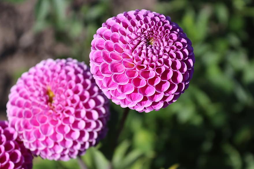 Dahlias, Flowers, Plant, Pink Flowers, Petals, Bloom, Flora, Garden, Nature, close-up, flower