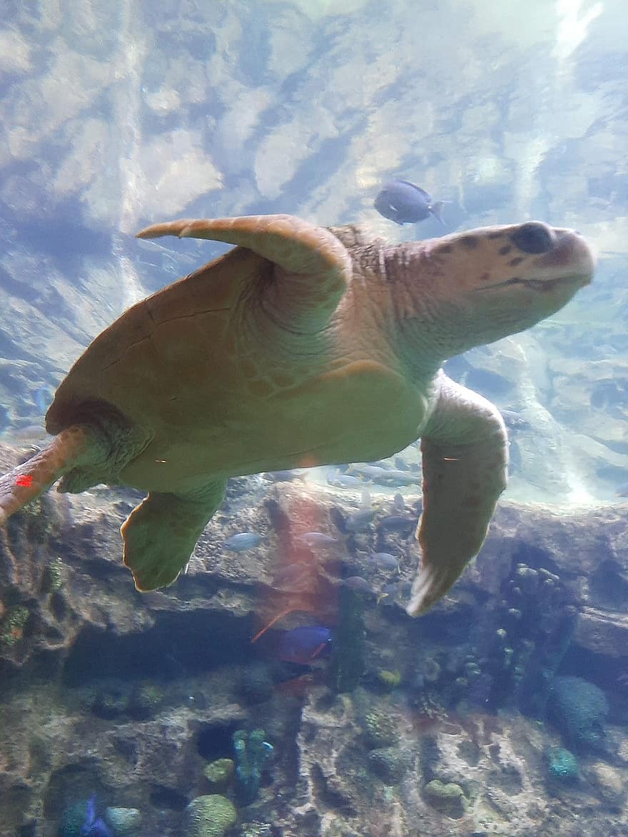havskildpadde, skildpadde, vand, dyr, undervands-, svømning, krybdyr, dyreliv, akvatiske, Zoo