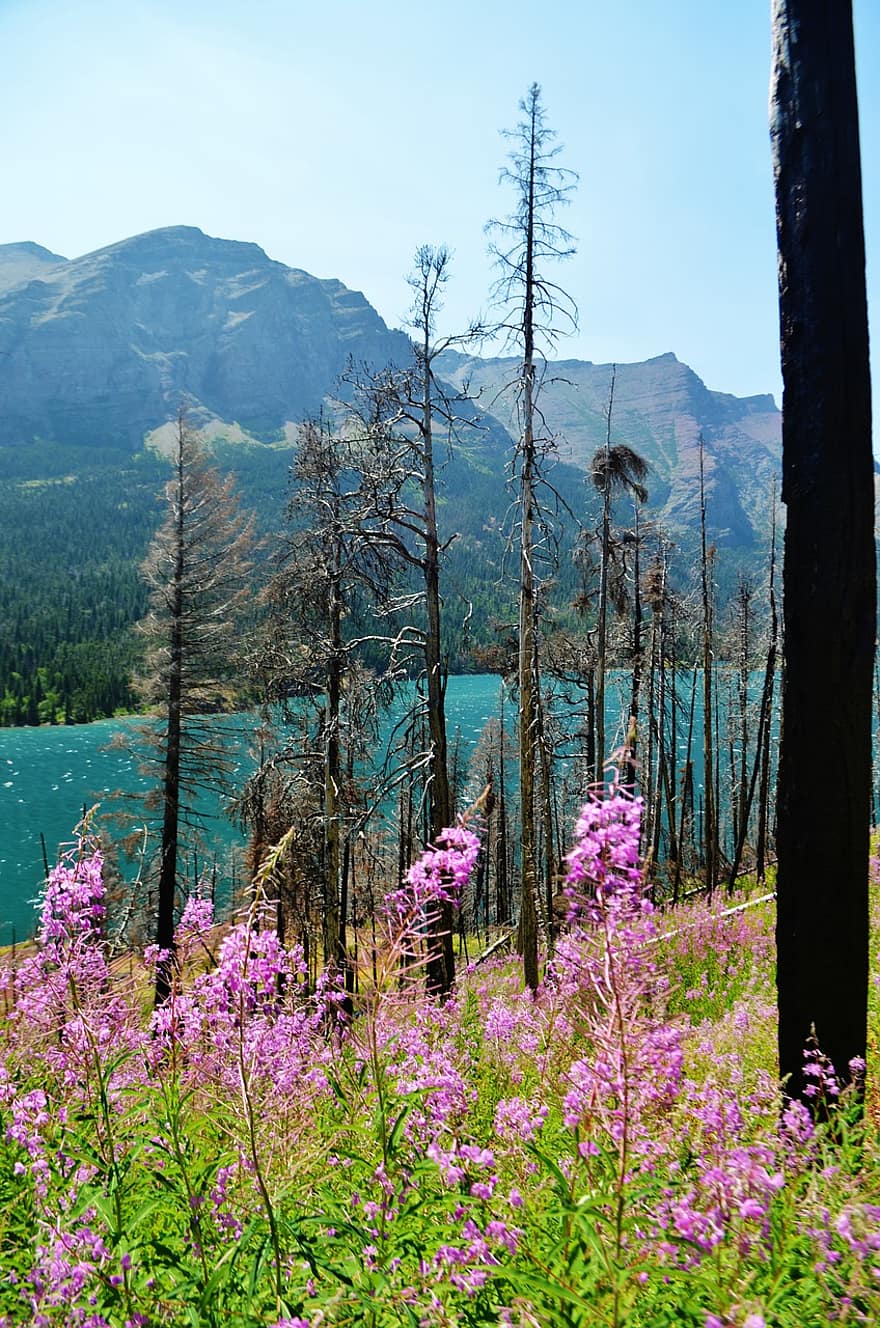диви цветя, дърво, езеро, пейзаж, природа, небе, Монтана, САЩ, туризъм, планина, вода