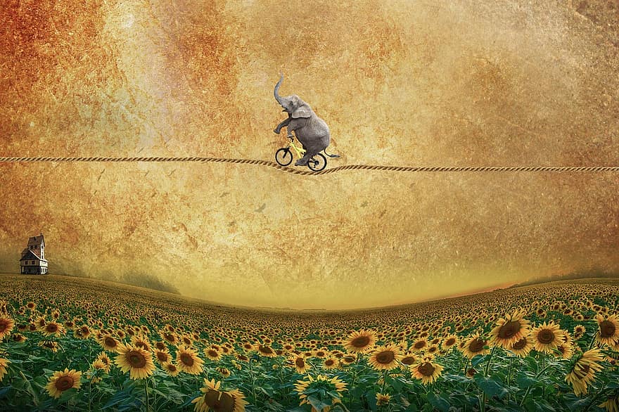 dramblys, dviračiu, virvės, balansas, saulėgrąžos, gėlės, pievos, lauke, linksma, džiaugsmas, juokinga