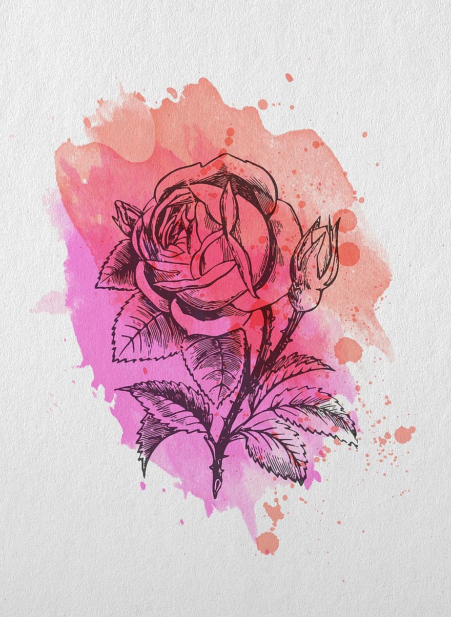 Rose, Blume, Pflanze, blühen, Flora, Aquarell, Kunst, Farbe, Flecken, Hintergrund