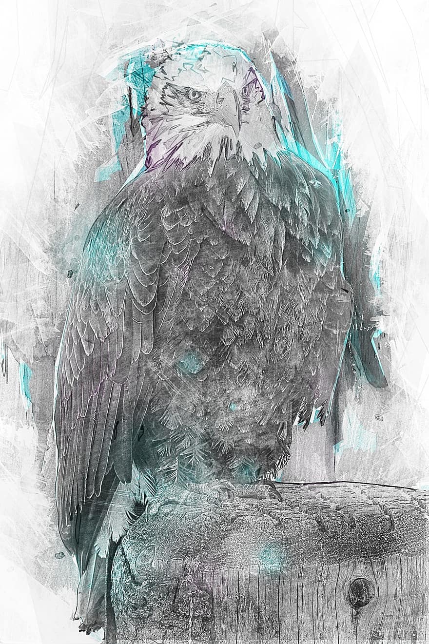 Bald Eagle, Bird Of Prey, Raptor, Falconry, Bird, Predator, Wildlife, Animal, Hunter, Nature, Digital Sketch