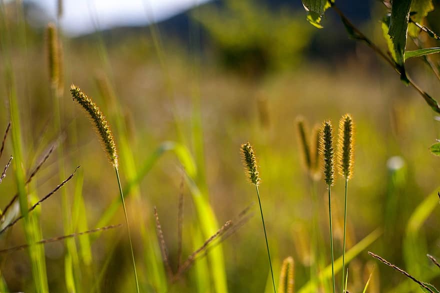 Grass, Nature, Stems, Stalks, Vineyard, Rural