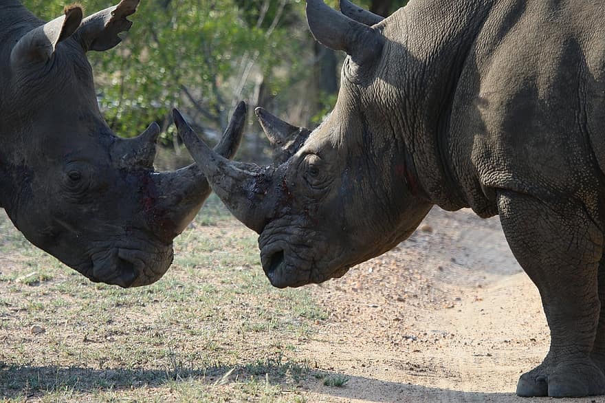 носорог, носороги, животные, борьба, млекопитающих, зоопарк, рога, большое животное, живая природа, мир животных, природа